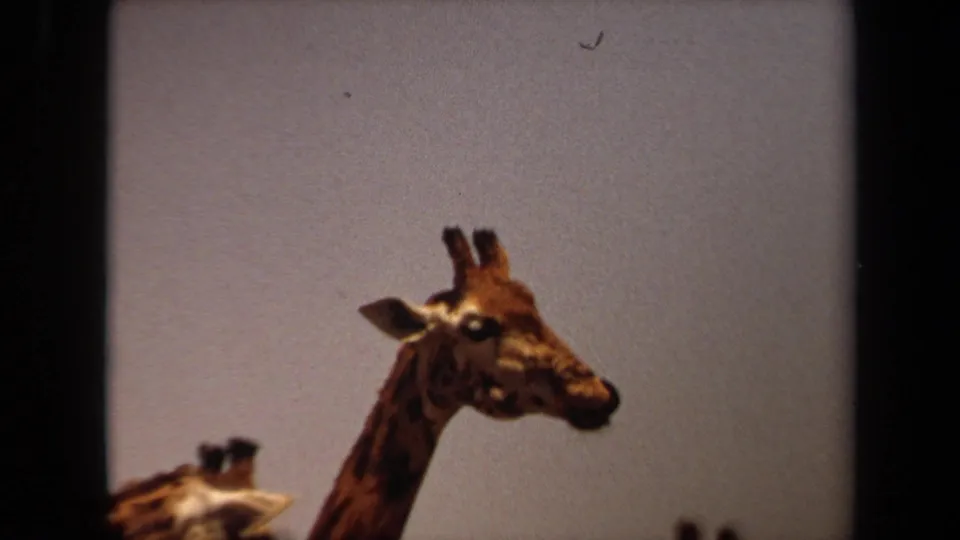 1971 8mm Laguna Hills footage frames a giraffe head and neck against the sky, with another giraffe partially visible at the lower edge.