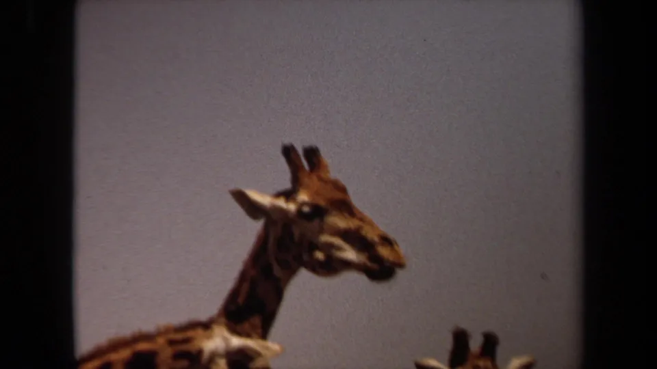 1971 8mm Laguna Hills frame showing a giraffe in side profile above a partially visible second giraffe, recorded with soft home-movie focus.