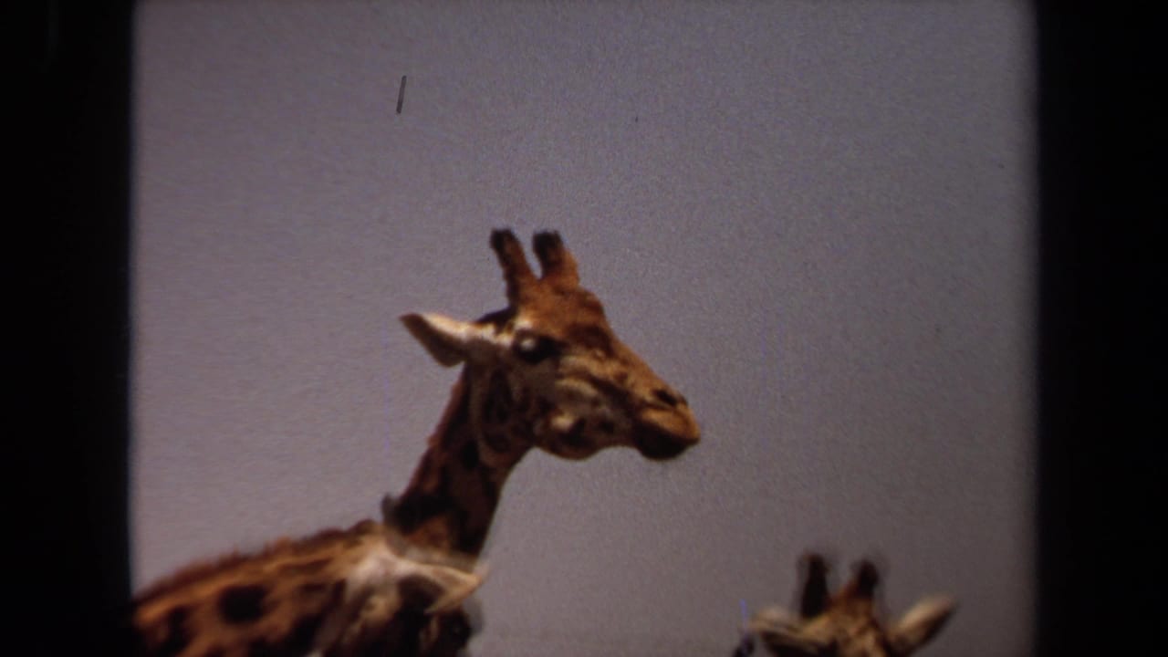 1971 Laguna Hills 8mm frame showing a giraffe in profile, with another giraffe partially visible beneath the dark film border.