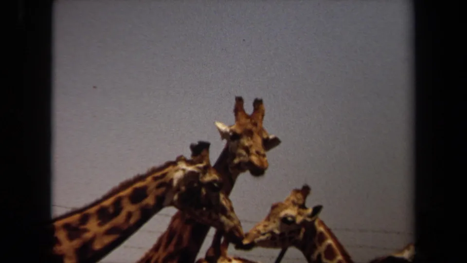 1971 Laguna Hills 8mm frame of three giraffes gathered closely, their necks overlapping against a pale sky.