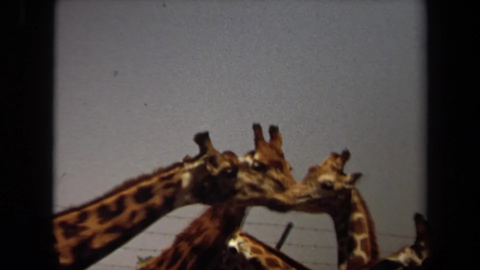 1971 Laguna Hills 8mm frame showing giraffes nuzzling or investigating one another, partly cropped by the film frame.