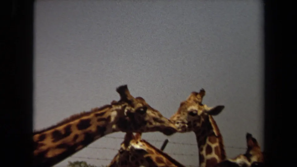 1971 Laguna Hills 8mm frame of two giraffes facing closely, with a third giraffe partially visible beneath them.