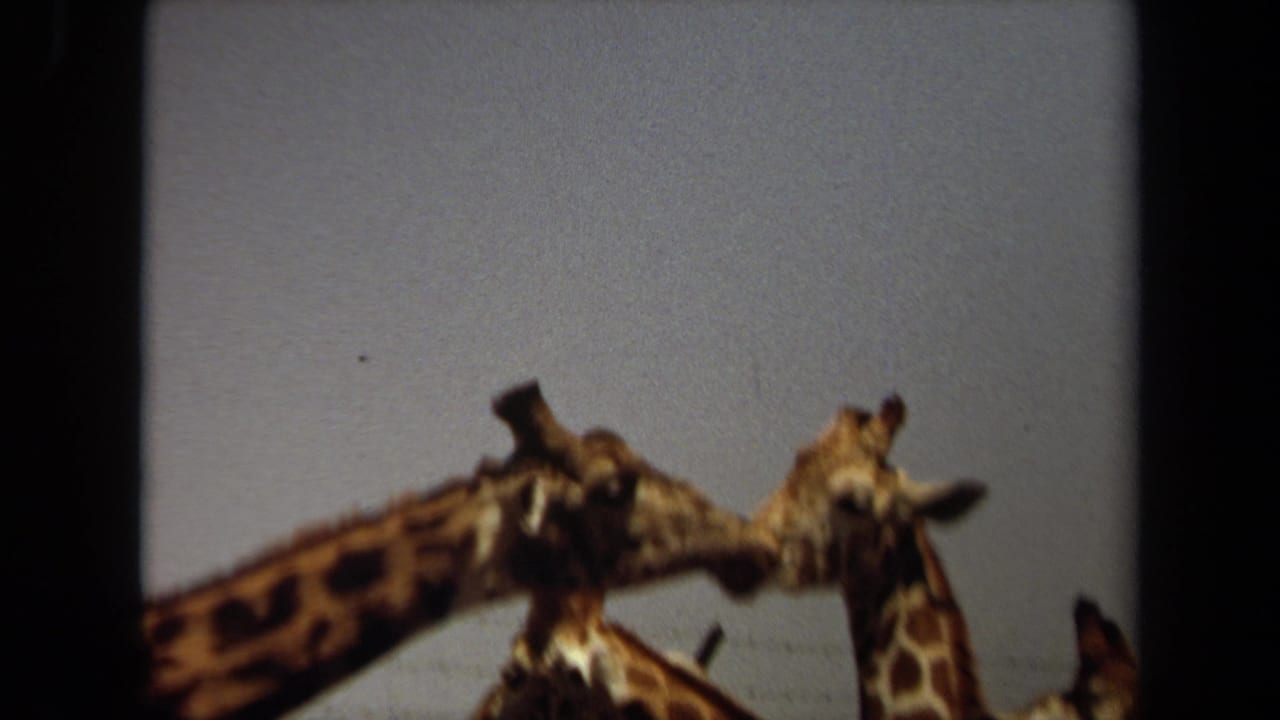 Soft-focus 1971 8mm frame showing giraffe heads and necks, likely from the same Laguna Hills home-movie reel.