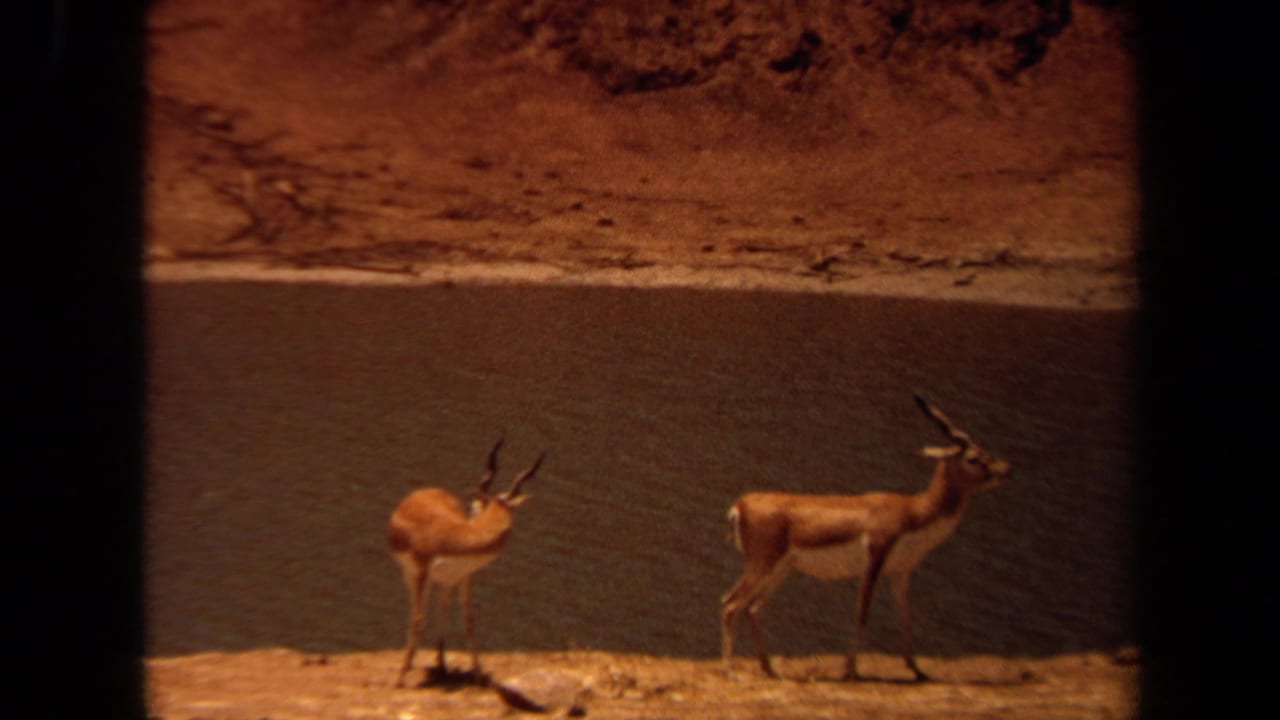 Two horned antelope stand near a water edge below a dry earthen bank.