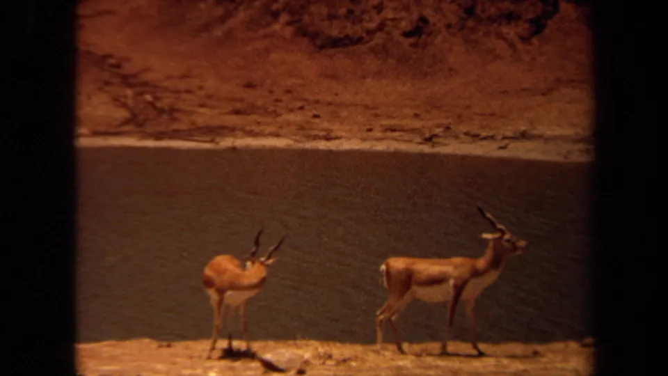 Two horned antelope stand beside water in a dry Laguna Hills, California landscape on 1971 8mm home-movie footage.