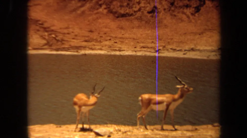 1971 8mm frame of two horned antelope on a bright shore beside water in Laguna Hills, California.