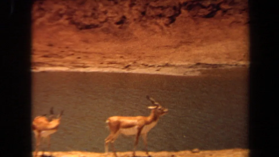 Warm 8mm frame showing two antelope near water in the Laguna Hills 1971 home-movie sequence.