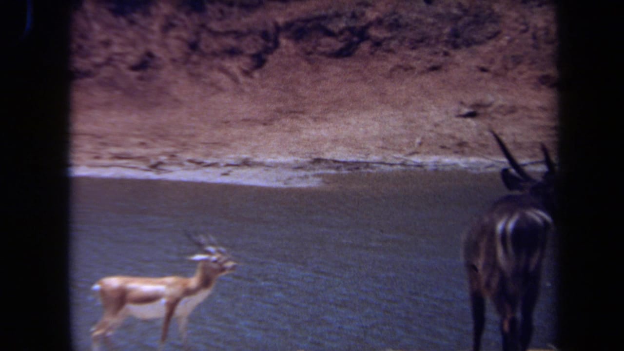 Small tan antelope and darker horned antelope near a muddy waterhole.