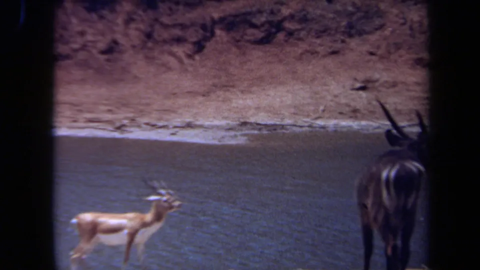 1971 Laguna Hills 8mm frame showing antelope-like animals by a shallow waterhole, partly obscured by dark foreground bars.