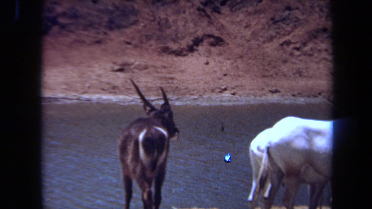 Dark horned antelope and white oryx-like animal beside shallow water.