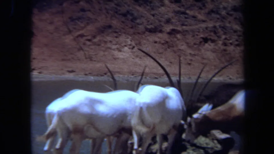 1971 Laguna Hills 8mm frame showing white oryx-like animals and a brown antelope gathered at a muddy waterhole.