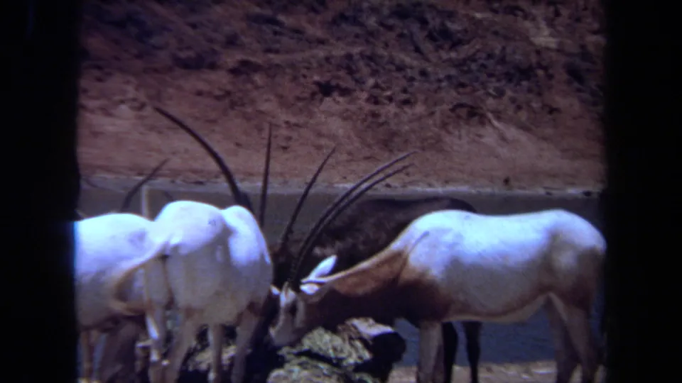 1971 Laguna Hills 8mm frame with white oryx-like animals and a brown antelope lowered toward the waterhole bank.