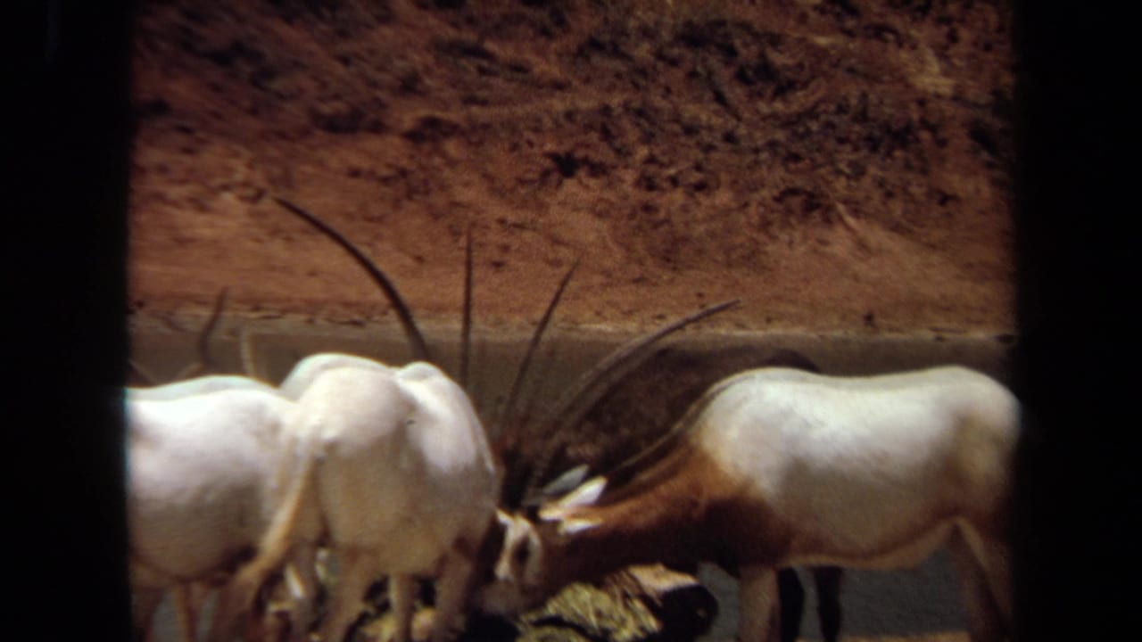 Oryx antelope feeding near a trough behind dark vertical frame bars.
