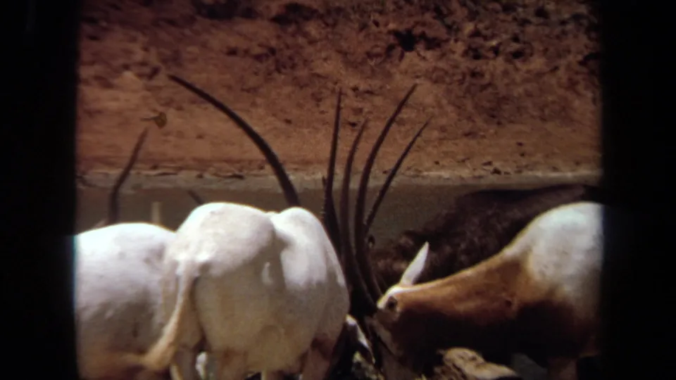 Oryx antelope feed closely together in a Laguna Hills enclosure, viewed through dark foreground bars on 8mm film.