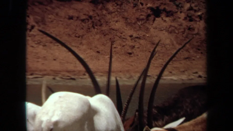 A closer 1971 8mm view shows oryx backs and tall horns near a trough or water edge in the enclosure.