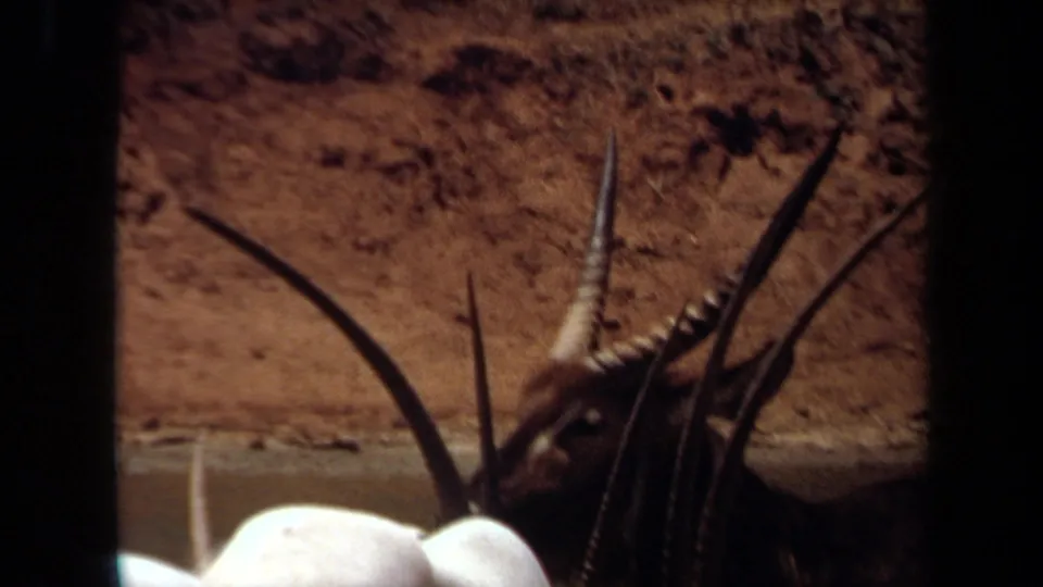 An oryx head with long markings and horns is visible beside another animal in the Laguna Hills feeding enclosure.