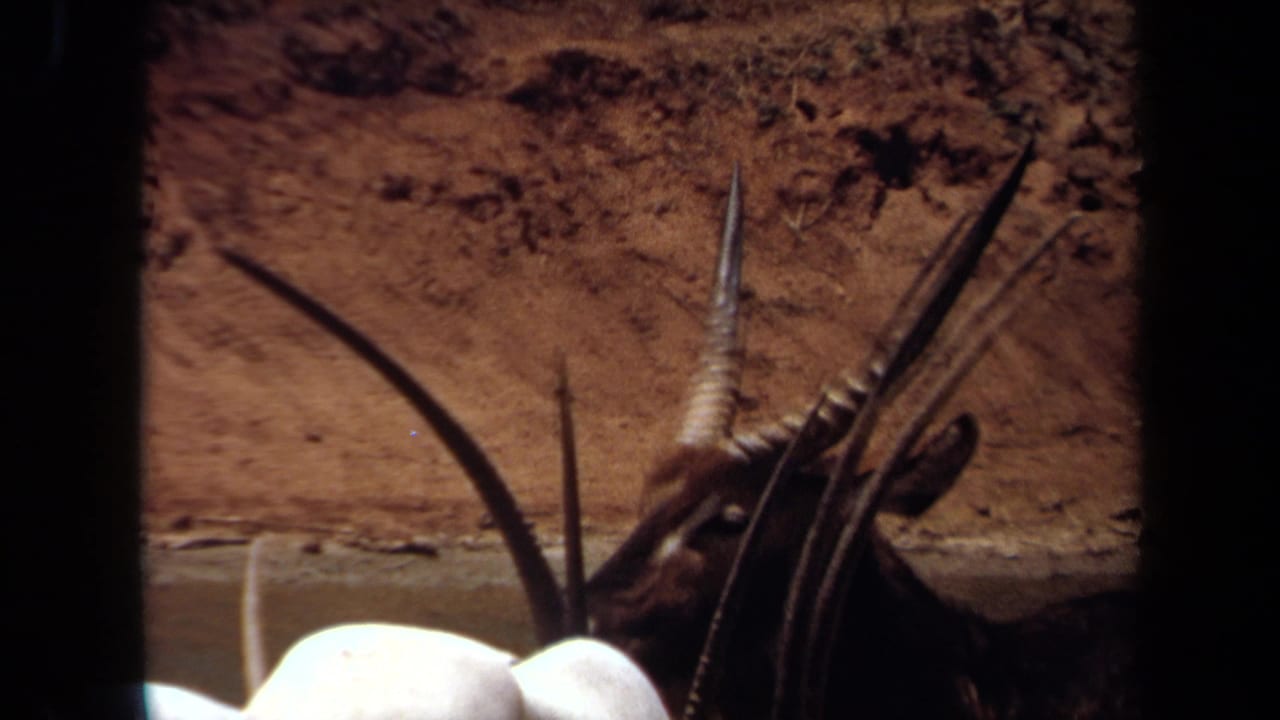 1971 8mm frame from Laguna Hills showing a close, partially obscured view of long animal horns near a dry dirt bank.