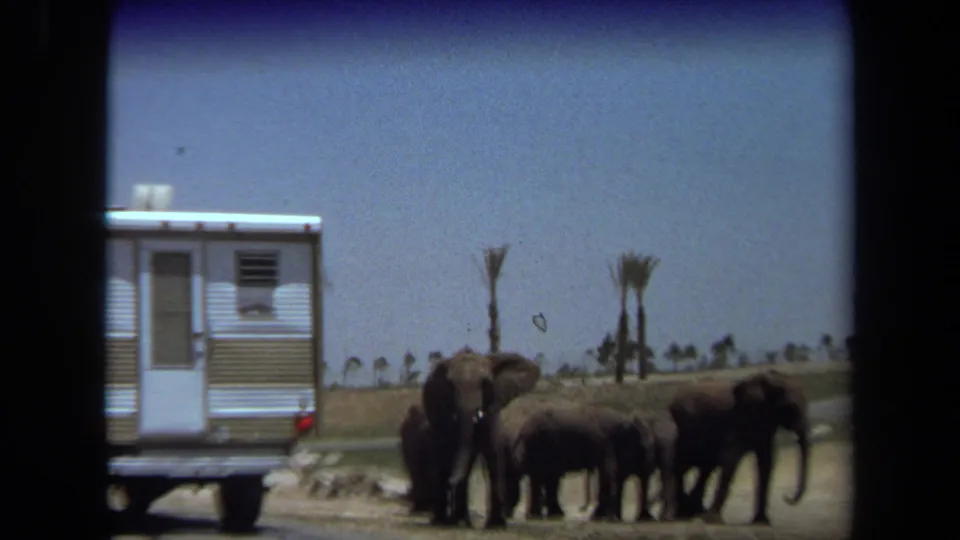 1971 Laguna Hills 8mm frame showing elephants beside a beige-and-white trailer, with sparse palms and blue sky behind them.