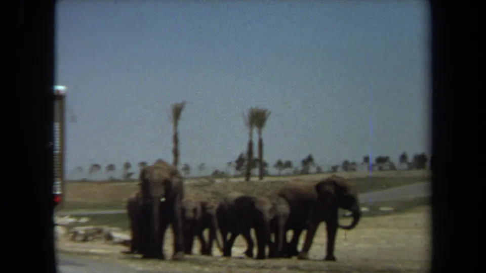 1971 Laguna Hills 8mm frame showing elephants moving along a roadside area, viewed through dark window framing.