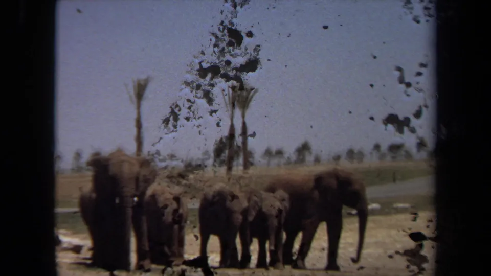 1971 Laguna Hills 8mm frame showing several elephants in a dry park-like landscape, partly obscured by heavy film dirt and marks.
