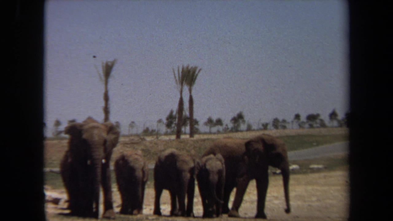 1971 8mm Laguna Hills footage shows adult elephants and calves grouped in an arid outdoor landscape with palms behind them.
