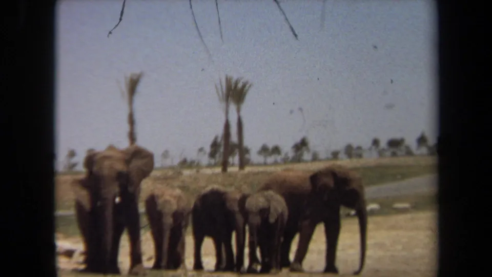 Adult elephants and calves appear in a sunlit Laguna Hills outdoor setting, framed by 8mm film borders and distant palms.