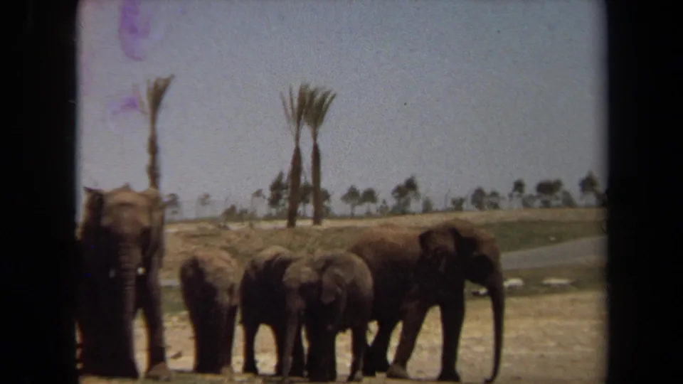 A 1971 home-movie frame shows elephants and calves clustered in a dry California landscape, with soft focus and faded color.