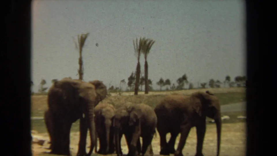 Elephants and calves move through a sunlit Laguna Hills landscape, with 8mm grain, dark borders, and sparse palms visible.