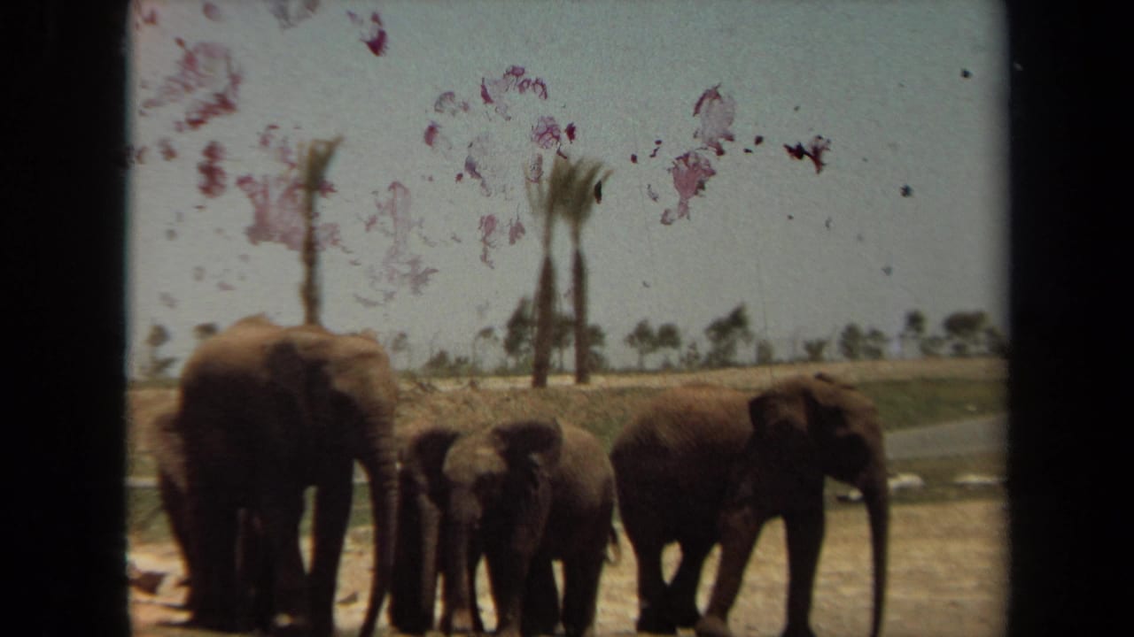 1971 Laguna Hills wildlife park footage shows three elephants, including a calf, on dry ground beneath a bright sky with palm trees beyond.
