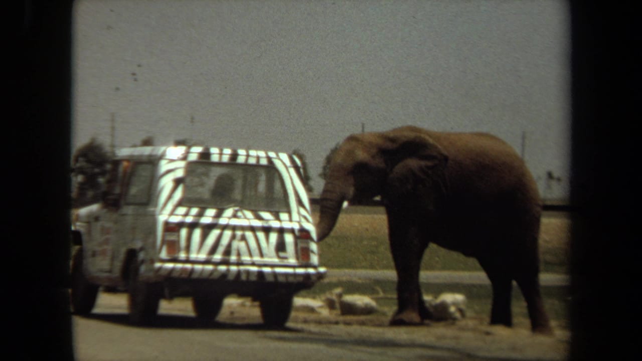 A zebra-striped safari vehicle is parked near an elephant beside rocks and open grass.