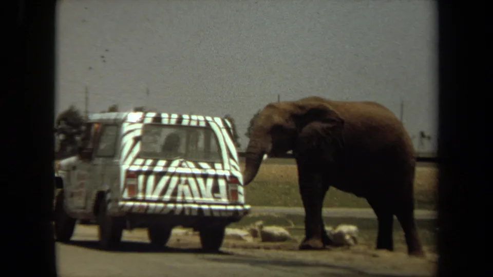 In the Laguna Hills wildlife park scene, a white zebra-striped safari vehicle sits close to an elephant near roadside rocks and open grass.