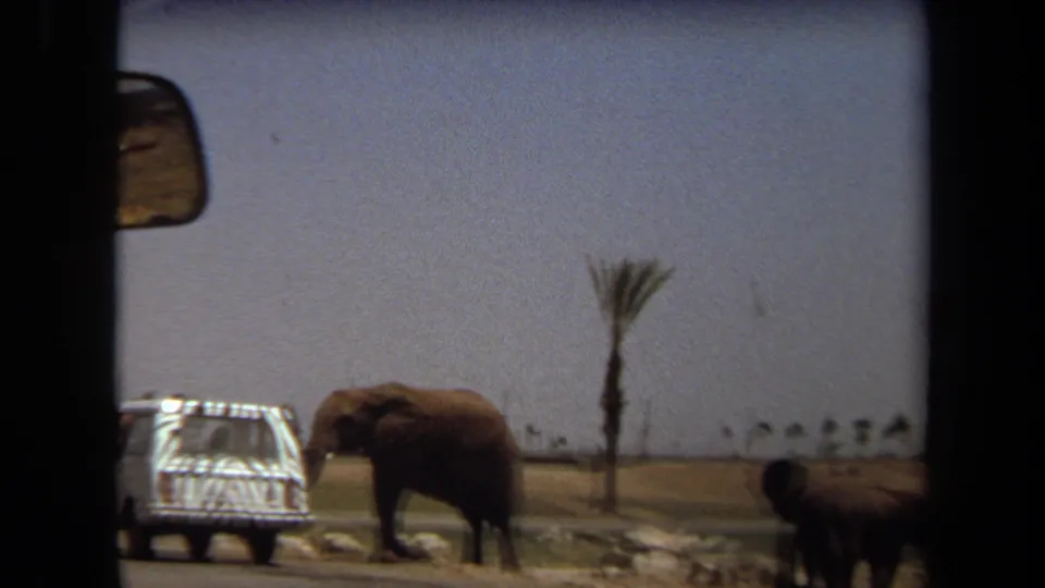 A distant zebra-striped safari vehicle and elephant appear in the Laguna Hills wildlife park landscape, with a second elephant partly entering the frame.