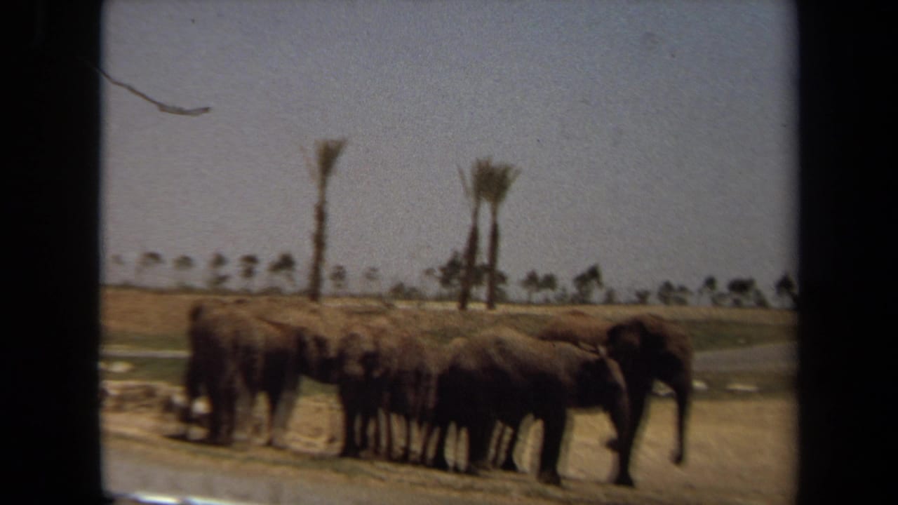 Group of elephants standing near a dirt path with palm trees in the background.