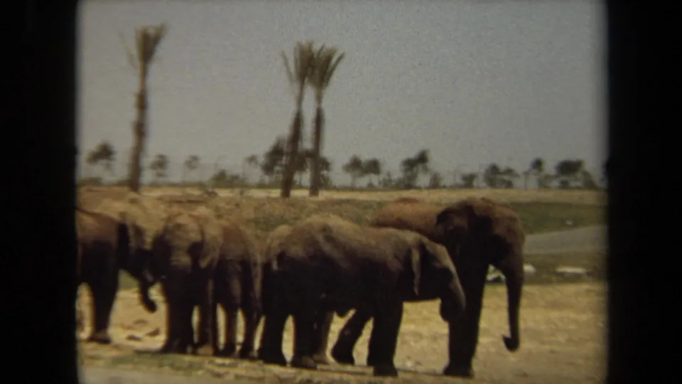 A closer visitor-shot view shows several elephants clustered beside a dirt path with tall palms behind them in Laguna Hills, California, based on the supplied metadata.