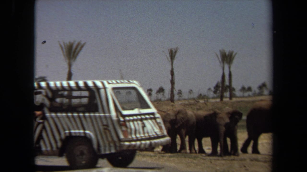 Zebra-striped safari vehicle beside a small group of elephants near palm trees.