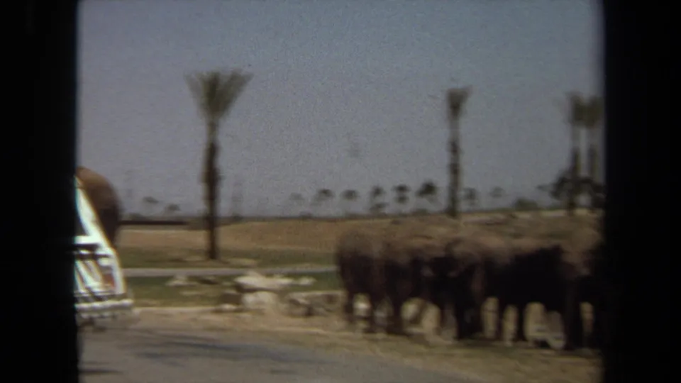 Soft 1971 home-movie frame of elephants near a road at Lion Country Safari in Laguna Hills, with palms in the background.