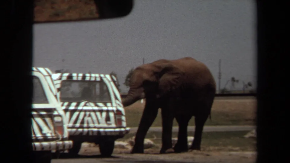 1971 Laguna Hills 8mm frame showing an elephant beside a white vehicle painted with bold zebra stripes, seen through dark car-window edges.