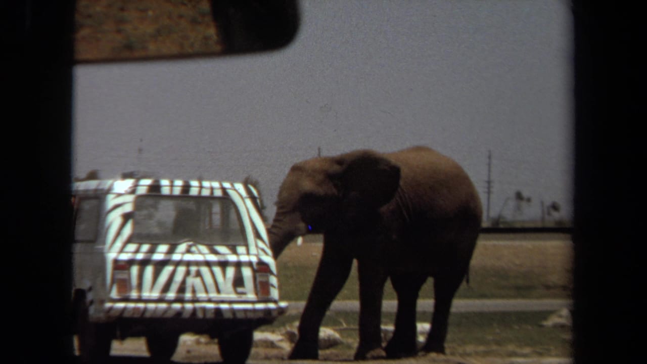 Elephant near the rear of a zebra-striped vehicle, framed from inside a car.