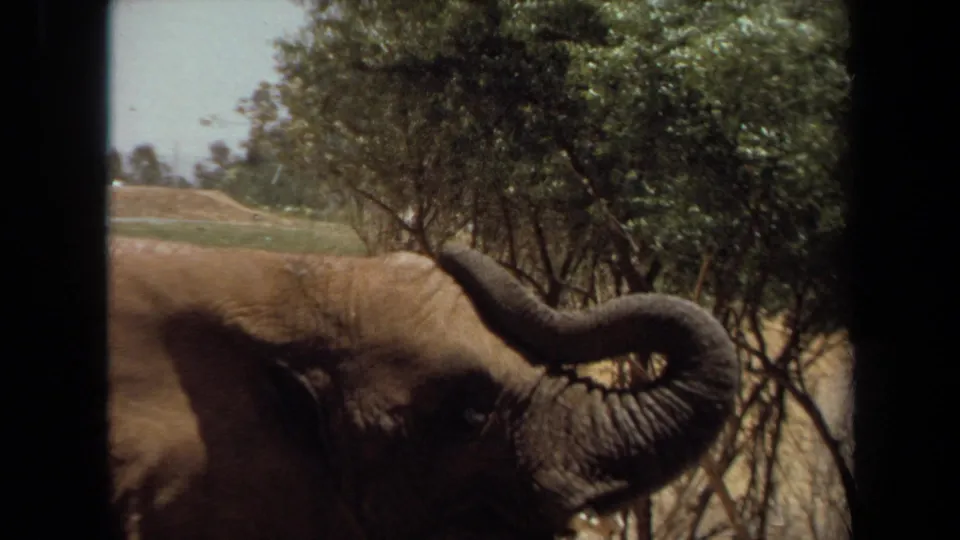 Close 8mm view of the elephant's head and raised trunk reaching into trees, with dry ground and park landscape behind.