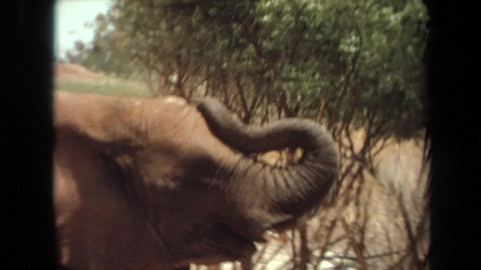 Final frame shows the elephant very close to the camera, trunk curled upward into foliage in the 1971 Laguna Hills animal encounter footage.