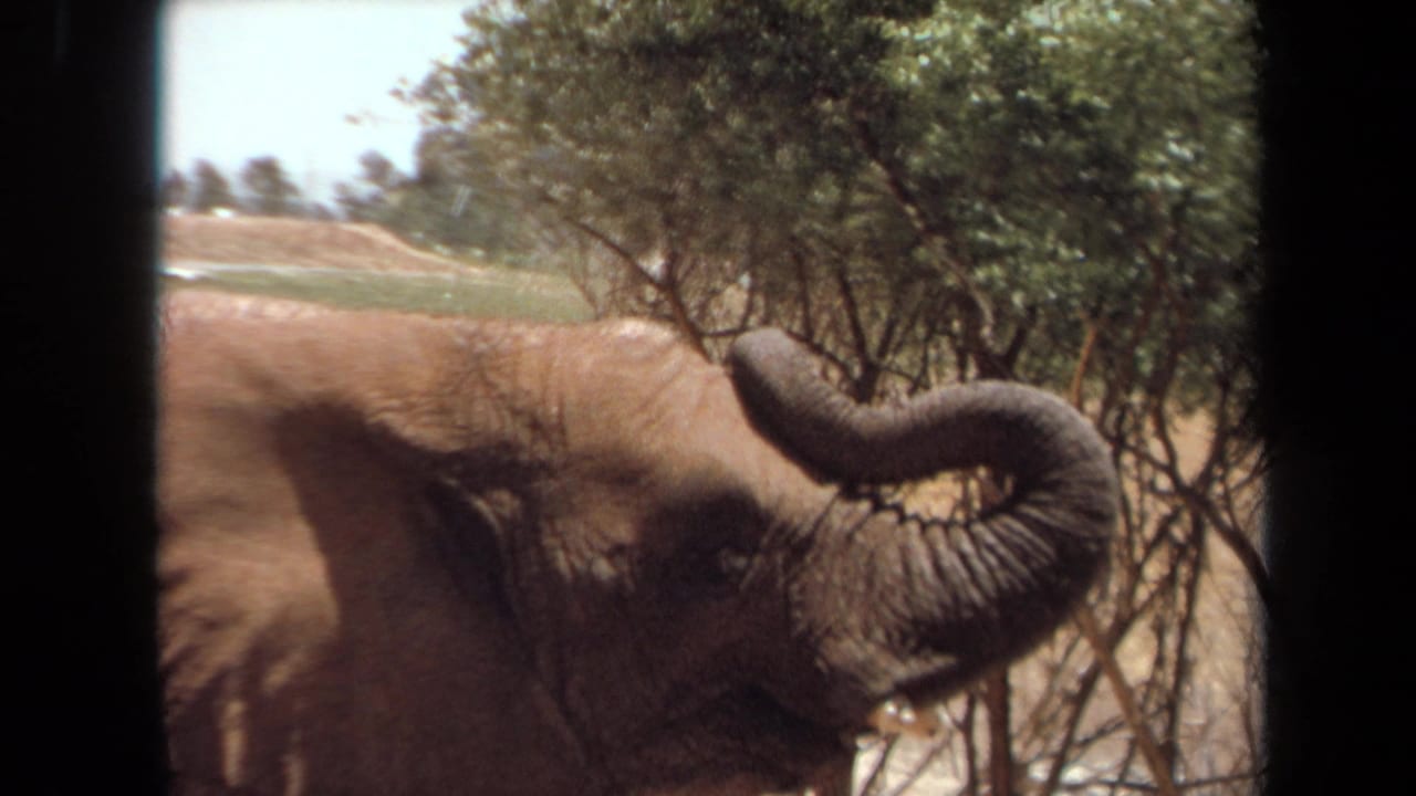 Elephant close to trees raises its trunk beside a dark vertical frame edge.