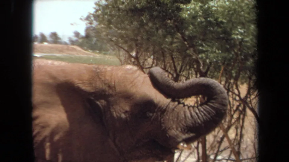 1971 Laguna Hills 8mm frame showing an adult elephant near trees with its trunk lifted in an open enclosure.