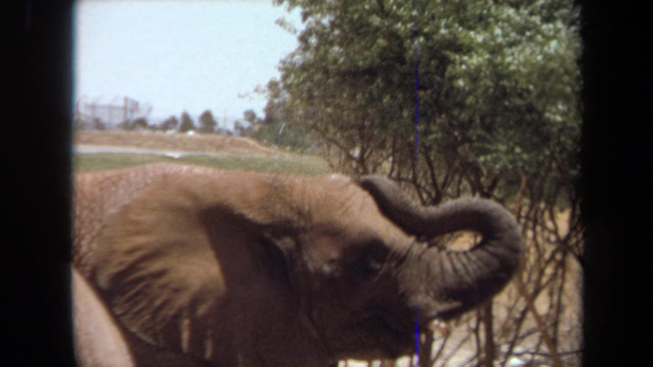 Elephant stands near trees with trunk curled upward in a bright outdoor enclosure.