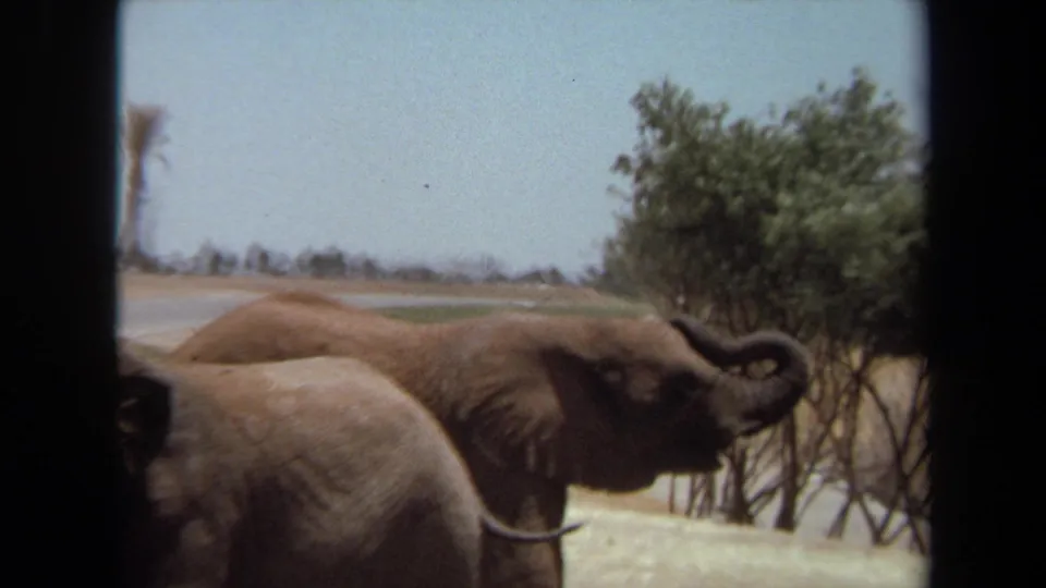 1971 8mm frame of multiple adult elephants grouped in an open Laguna Hills enclosure, with one trunk raised.