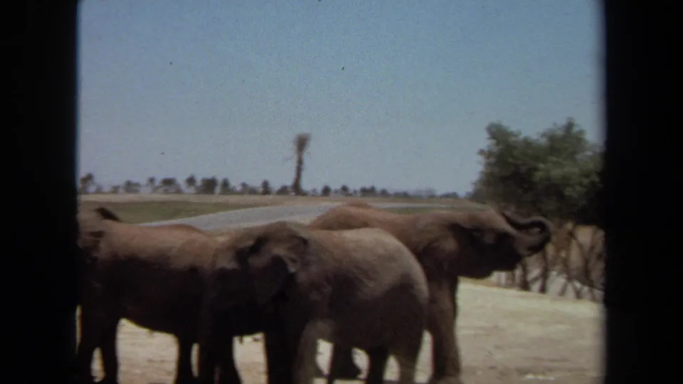Three adult elephants stand across an open Laguna Hills enclosure, with trees, dry ground, and distant fencing visible.