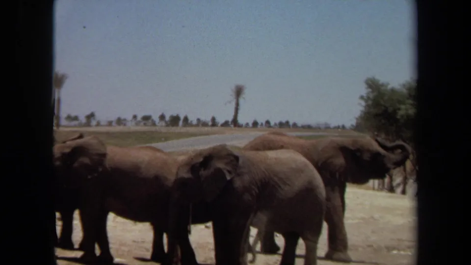 1971 Laguna Hills zoo footage shows a small herd of elephants on an open dirt road, viewed through a vehicle window.