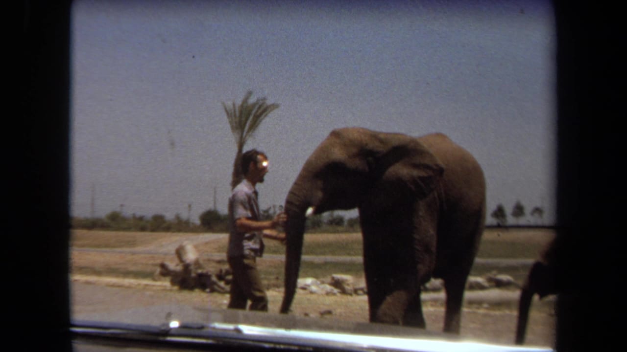 In 1971 Laguna Hills, a zoo employee appears to guide or interact with an elephant in a sunny open animal area.
