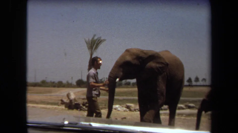 In 1971 Laguna Hills, a zoo employee appears to guide or interact with an elephant in a sunny open animal area.