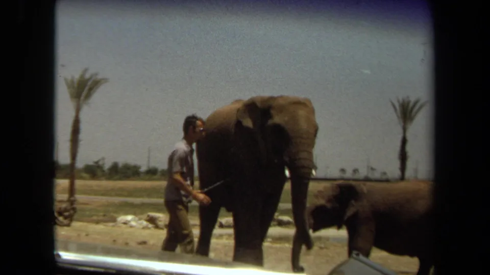 1971 Laguna Hills zoo footage shows an employee walking beside a large elephant while a smaller elephant stands nearby.