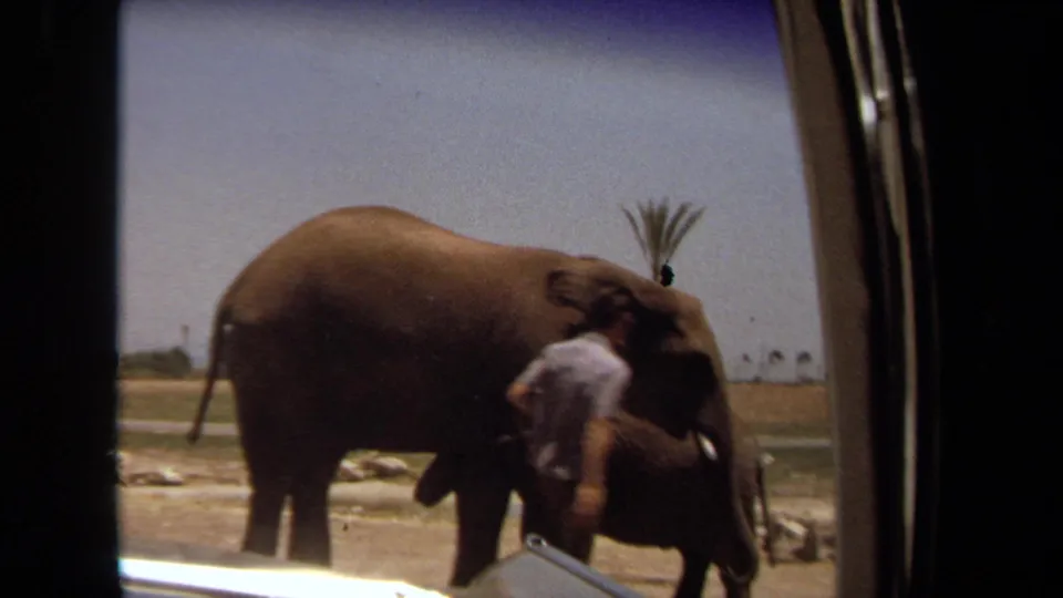 The 1971 Laguna Hills home movie shows a man close to two elephants, framed by the edge of a vehicle interior.